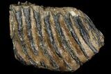 Partial Southern Mammoth Molar - Hungary #111861-4
